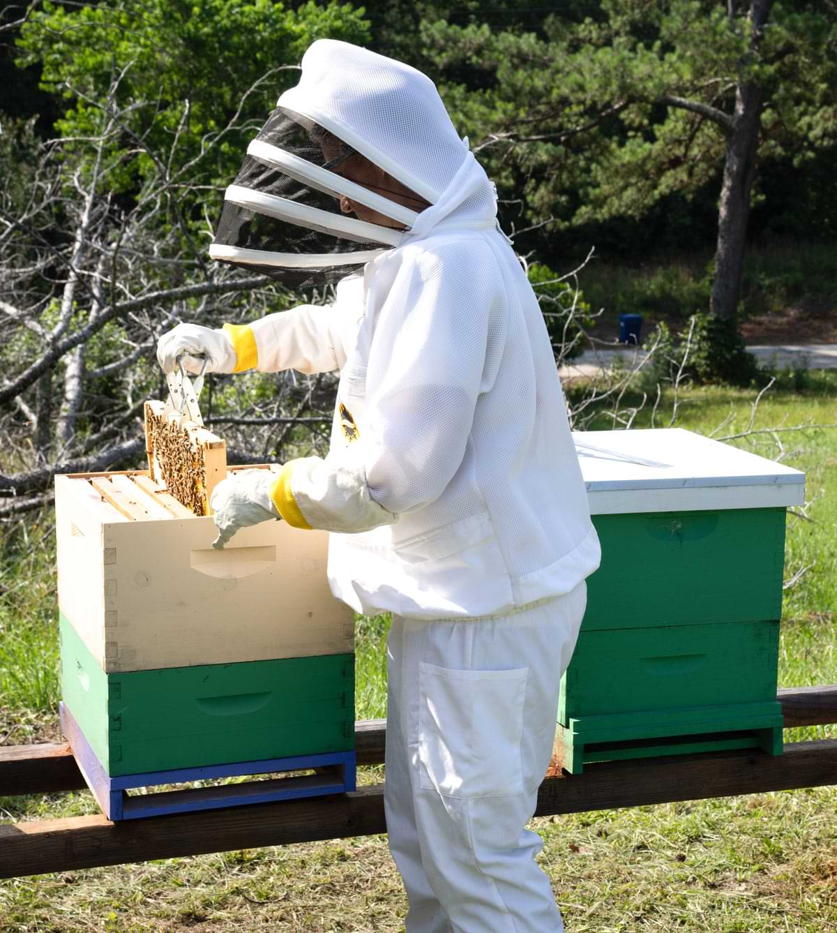 Becki Retzlaff in bee keeping suit pulling out bees from box