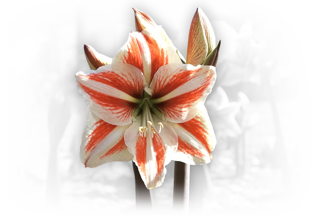 rare flower<br />
